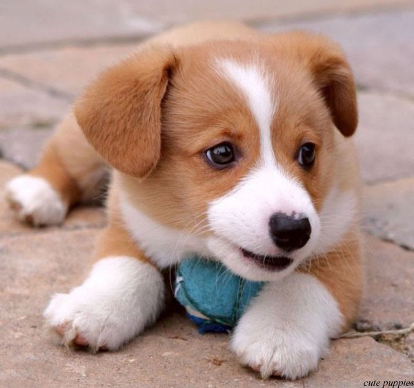 Cute Puppy Dog