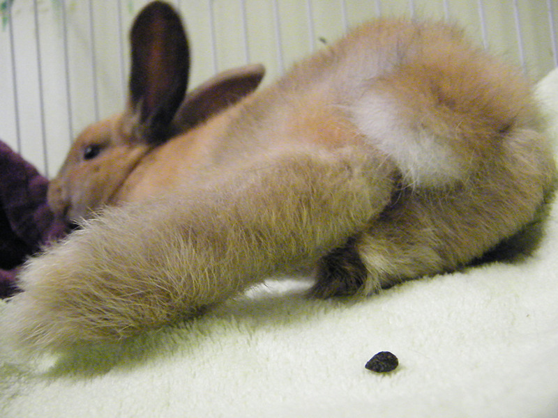 fortunas-sands:  Tate, at the Georgia House Rabbit Society. Very young bunny that