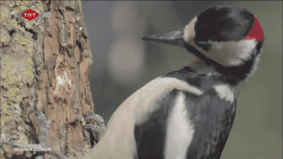 welele:  Un pájaro carpintero en cámara lentaDuele mucho más verlo así, debe