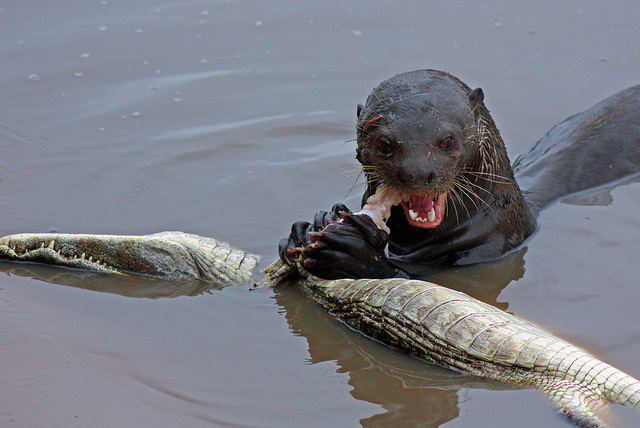 Giant snake eats crocodile