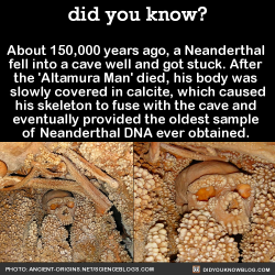 did-you-kno:  About 150,000 years ago, a