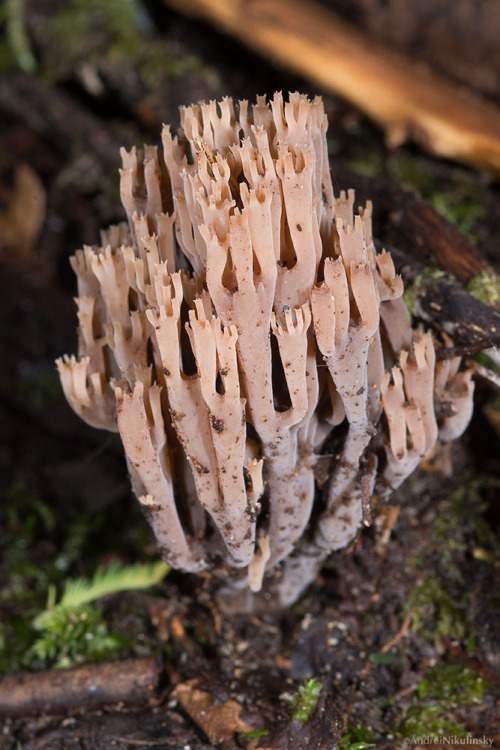 clusterpod:Artomyces austropiperatusBett’s Vale, Tasmania.