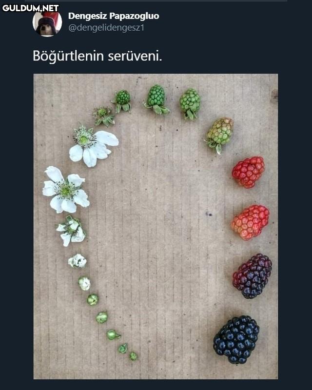 Dengesiz Papazogluo...