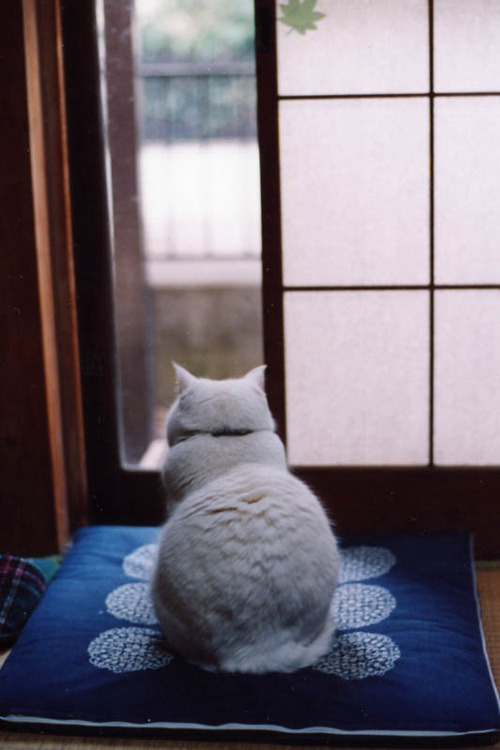 invocado:  Sora on ozabu | by “microwalrus on Flickr”