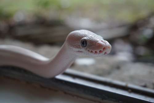 wheatleysnek:Some photos of my ball python, Wheatley.Photos taken by me // Copyright ©