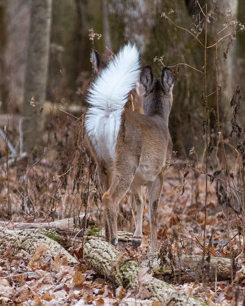 howtoskinatiger:  Whitetail Deer by mikerhicks  