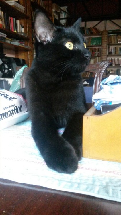 Yes, I know, I am a crazy cat lady. My little Hades.