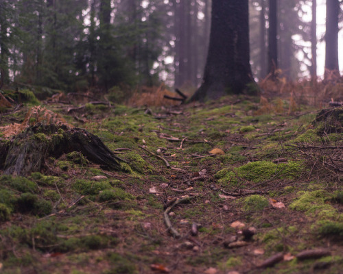 owls-n-elderberries:unwritten paths by florianpainke on Flickr.
