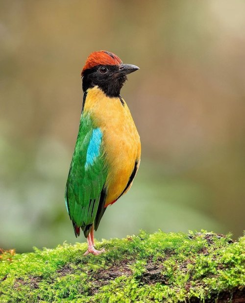 birdblues:Noisy Pitta