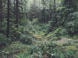 justapplyyourself:Shellburg Creek Trail. Santiam State Forest, Oregon.