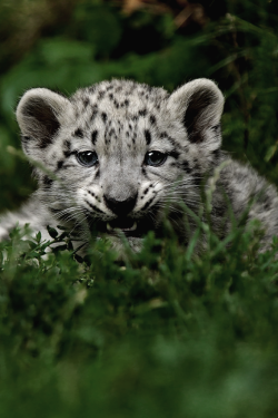 jrxdn:  Snow Leopard | © | Instagram