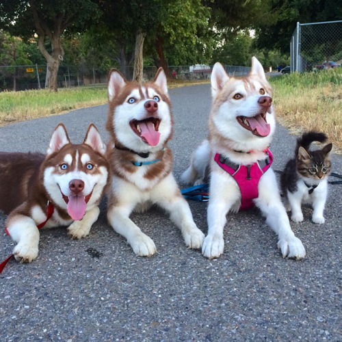 ciarachimera:  cassandrashipsit:  boredpanda:    3 Huskies Become Best Friends With A Cat After Saving It From Dying    I have officially broken my own feels.  Haha the second to last photo the cat looks so ready to kick ass like “ain’t no one fuckin