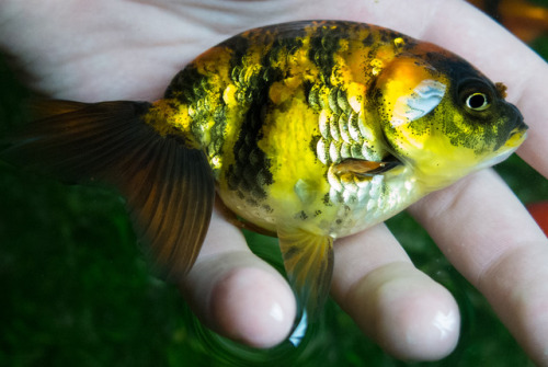 Some of my female Ranchu :)