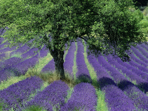 tangledwing:Lavender field, Provence, France.