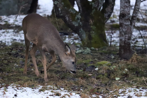 Roe deers having a garden party. 