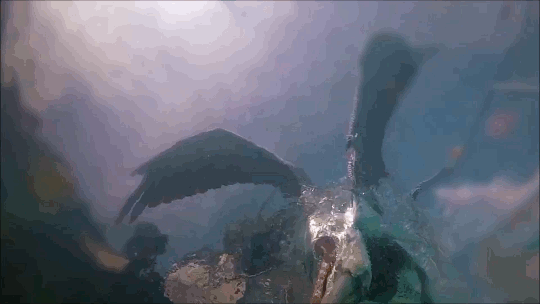 fuckyeahfluiddynamics: Pelicans, like many sea birds, are aerial divers. They spot their prey from high above, bank, and dive into the water to catch the fish. Although they hit the water at high speeds, pelican diving techniques differ somewhat from
