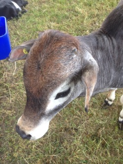 hi!! so yesterday I went to my town fair and I&rsquo;m still really excited (lame I know) because I got to pet/play with: cows, sheep, goats, donkeys, weird cow thing, pigs, alpaca, 3 snakes, a skink, 2 lizards, a turtle, a kangaroo, a capybara, a skinny