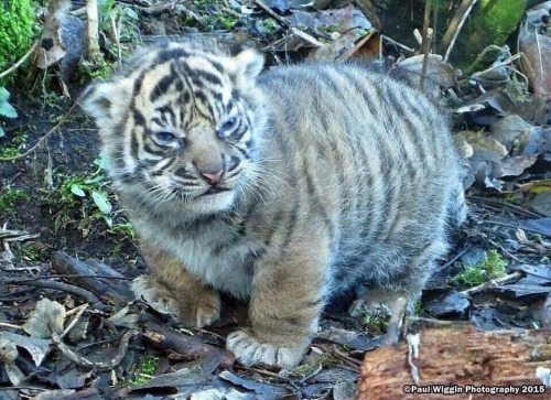 frederick-the-ii:  ladywiltshire:  fourteen–steps:  highkey-potato:  retroasgardian:  wartortles:  el tigre es pequeño y gordo  EL TIGRE ES PEQUEÑO Y GORDO   EL TIGRE ES PEQUEÑO Y GORDO  First of all, it’s not nice to take pictures without sourcing