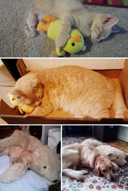 husketeers:tastefullyoffensive:Cats and Dogs Growing Up With Their Toys (photos via boredpanda)Previ