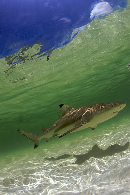 trynottodrown:  Black Tip 