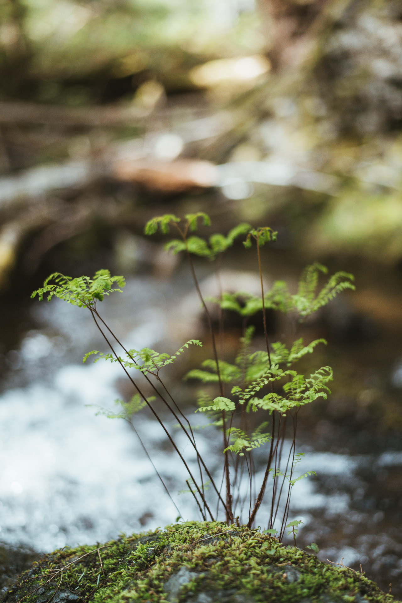 Ferns on a rock in a creek #nature#lensblr #artists on tumblr #original photographers#original photography#photography #photographers on tumblr #Washington#vsco#pacific northwest#p