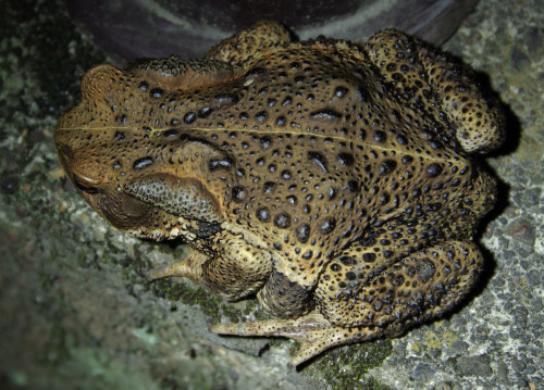 I was out watching fireflies last night, and I met a toad, on a bridge.