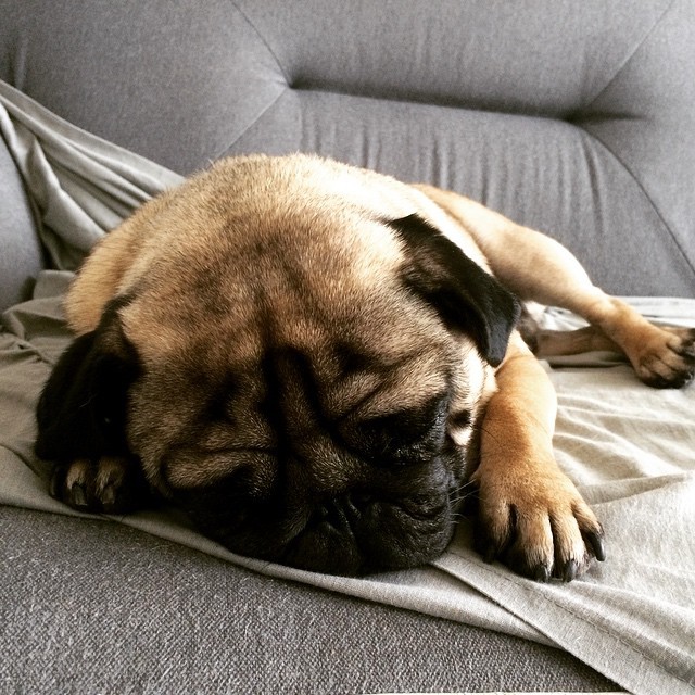 ilovepugs4ever:  Follow Dog Quotes.