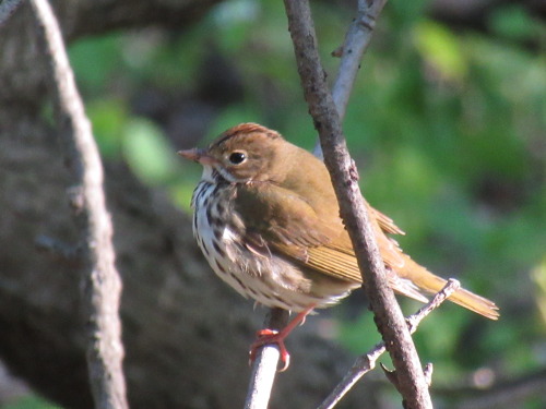 A few birds I saw this morning in the woods at the end of town: ovenbird, an American redstart, and 