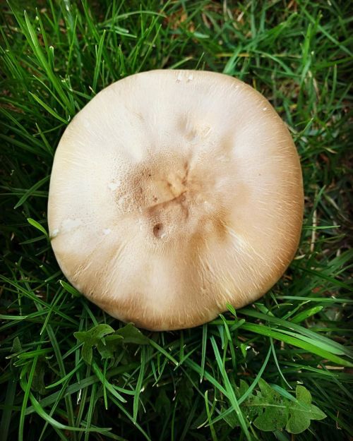 #mushrooms #shrooms #fungus #fungi #fungilove #moemeatproductions  https://www.instagram.com/p/CXQG84krxZjfsd5POZ2gFoHvFYvJNziKgR6z580/?utm_medium=tumblr