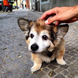 awwww-cute:  I found the cutest dog in Berlin