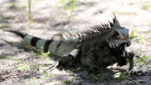 natural-reflection: Green Iguana or Common IguanaIguana iguana Magens Bay, St. Thomas, United States