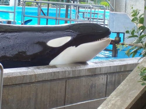 Gender: MalePod: N/APlace of Capture: Born at SeaWorld of FloridaDate of Capture: Born June 17, 1995