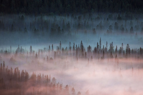 melodyandviolence:    Tranquil forest  Iso-Syöte, Finland by Tiina Törmänen  