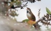 todaysbird:todaysbird:shoutout to the noisy scrub-bird for having absolutely no pictures where they don’t look like complete demons 