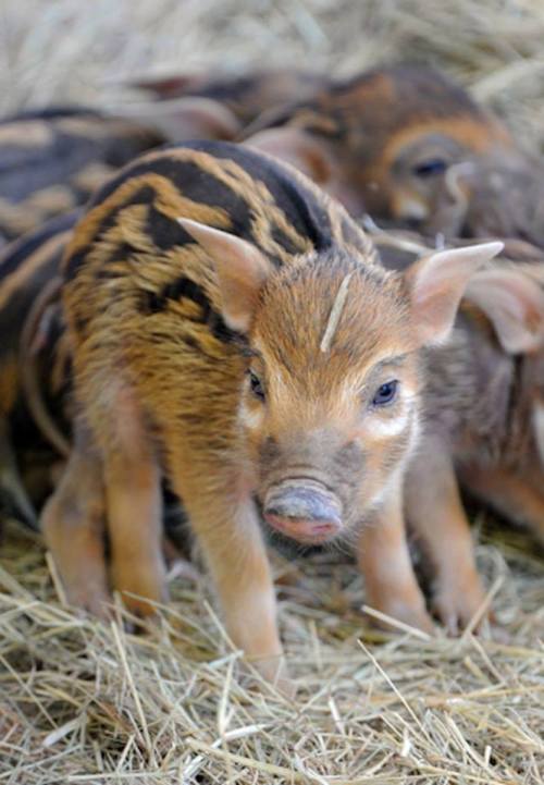 zooborns:African Red River Hog Piglets Are a First for Zoo MiamiZoo Miami is celebrating the birth