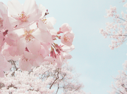 plumu:  Sakura at Takato Castle Ruin(by miho)