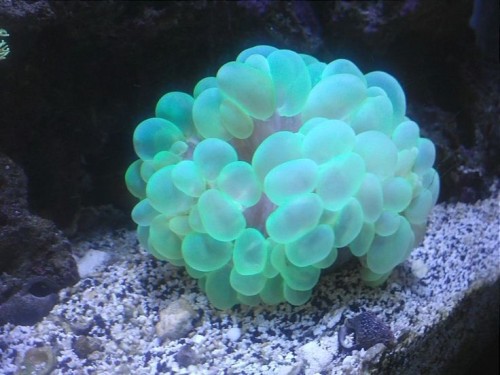 Plectorhinchus Chaetodonoides Is Found In Coral-rich Parts Of Clear Lagoons And On Seaward Reefs. The