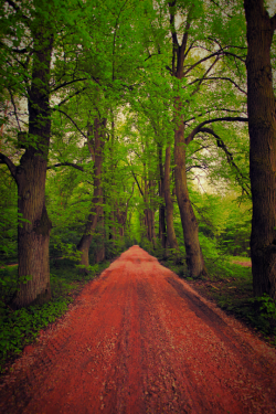 Stradine di campagna ornate da alberi colorati d'autunno ..la dove i colori ti regalano emozioni visive indescrivibili&hellip; Assapora la stagione dei colori giallo e rosso ..abbraccia la natura ! THEWOLF