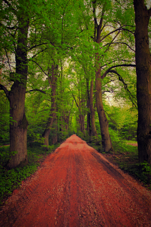 Stradine di campagna ornate da alberi colorati d'autunno ..la dove i colori ti regalano emozioni visive indescrivibili… Assapora la stagione dei colori giallo e rosso ..abbraccia la natura ! THEWOLF