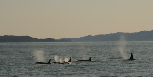 alaskan-orca: NGOS recently posted these new photos of AE pod and gave a nice update on the whales. 