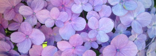 yayplants:pinks and lilacs and violets 01.2017