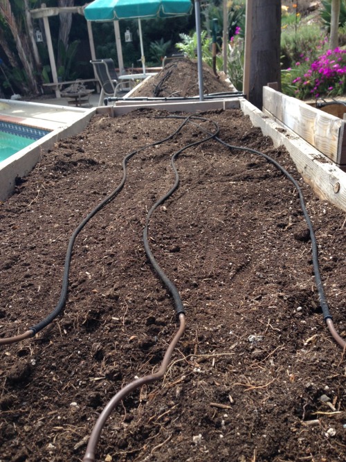 Spring planting time. This year, we had ivy growing into the planting boxes, up through the landscap