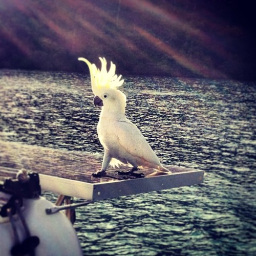 What a poser. #whitsundays #cockatoo #sailing #hitchhiker (at Nara Inlet)