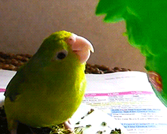 tootricky:  Parrotlet enjoys some herbs (source)