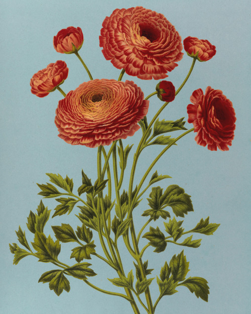 Edited illustration from Album van Eeden: Haarlem’s flora - A.C. van Eeden & Co., Arentine H. Ar