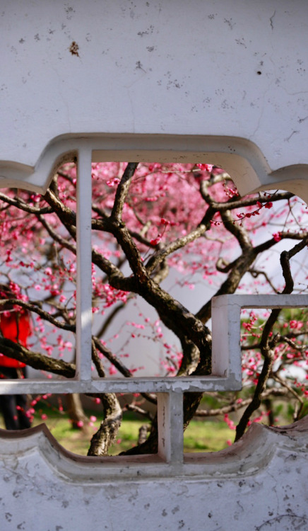 fuckyeahchinesegarden: Plum blossoms by 影像视觉杨 | 娟子看天下 | 汤S同学