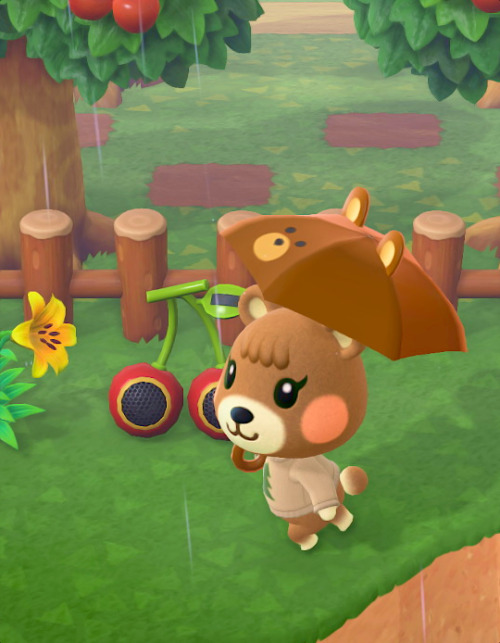 gave Maple a bear umbrella 