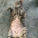 maddxp:Mega cat 
