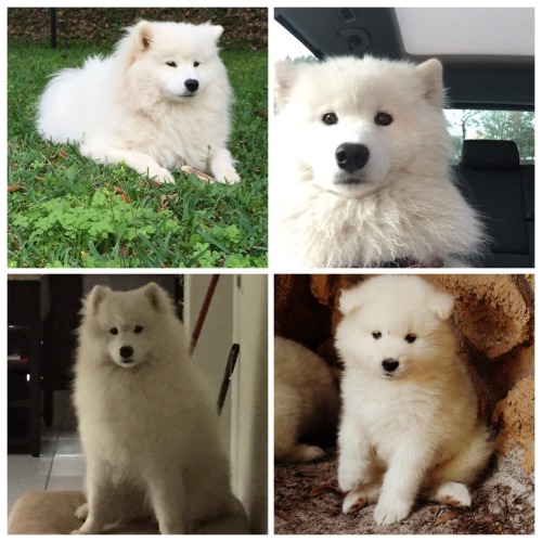 sammiethesamoyed:Sammie, why so serious?