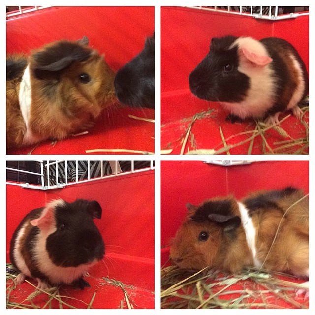 I adopted two new baby brothers who needed a new home. Say hello to Caramel &amp;